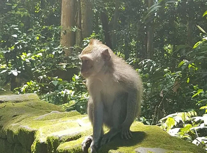 Gusti * Ubud